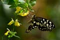 087 Afrikanischer Schwalbenschwanz - Papilio demedocus